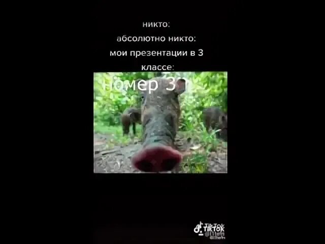 5 кабанов