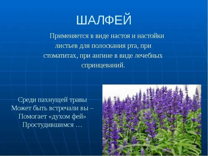 Шалфей для чего применяется. Шалфей луговой. шалфей аптечный растение. шалфей длиннотрубчатый. шалфей казацкий.
