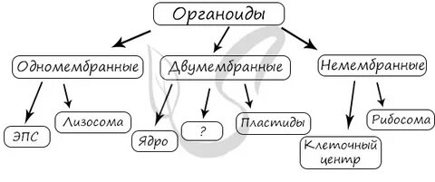 Рассмотрите предложенную схему классификации клеток