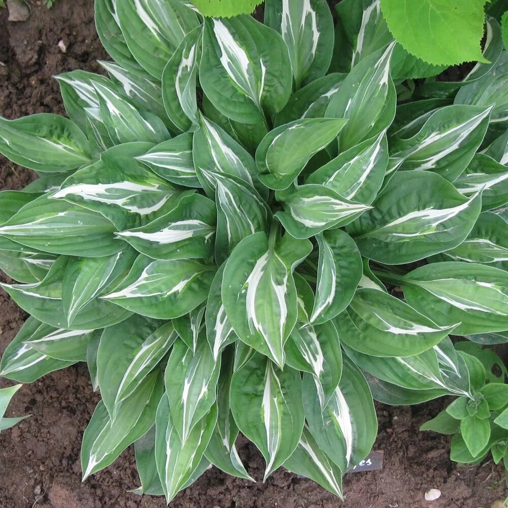 Хоста snake. Хоста снейк. Хоста snake. Хоста снейк айз. Хоста шейк айс.