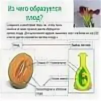 Из чего образуется плод абрикоса впр. Что формируется из семязачатка. плодолистик это пестик. завязь пестика. строение плодолистика и его завязи.