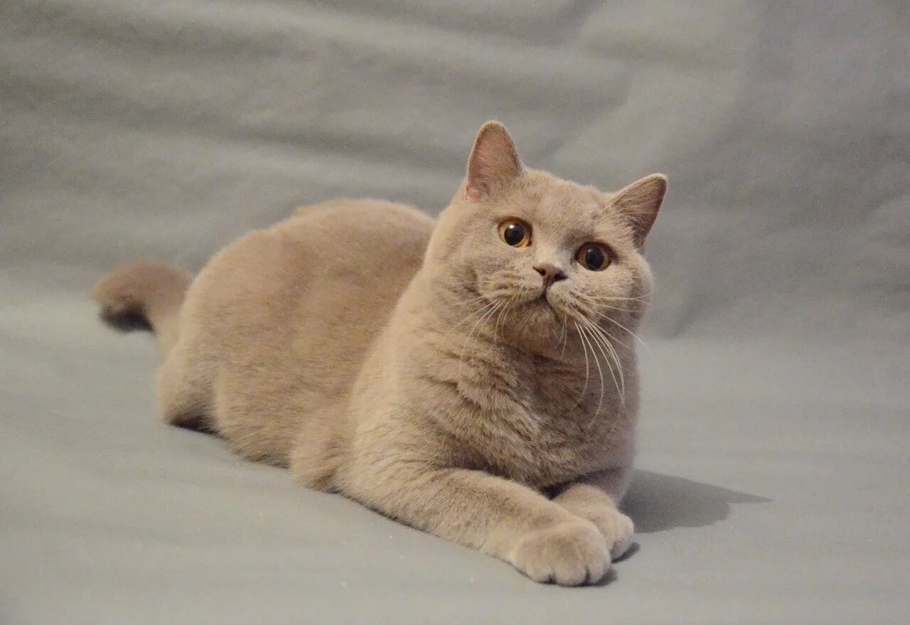Британская лиловая кошка