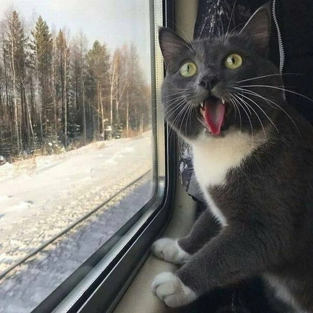 Кот железная дорога. Кот в поезде. Кот в электричке. Кот едет в поезде. Кот едет в электричке.