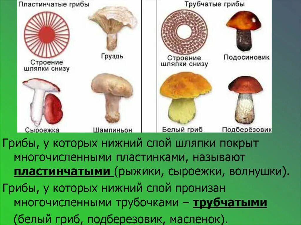 Сыроежка трубчатый или. Шляпочные и трубчатые грибы таблица. Белый гриб трубчатый или пластинчатый. Маслята трубчатые или пластинчатые. Строение трубчатого гриба.