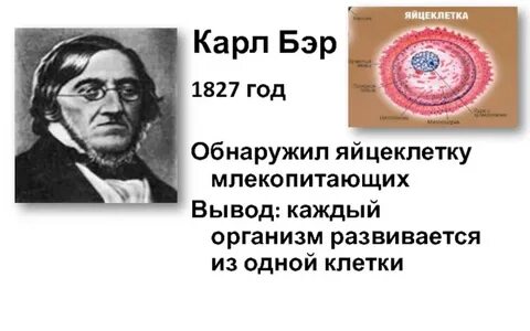 Бэр яйцеклетка