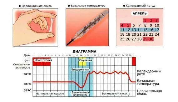 3 дня до овуляции вероятность