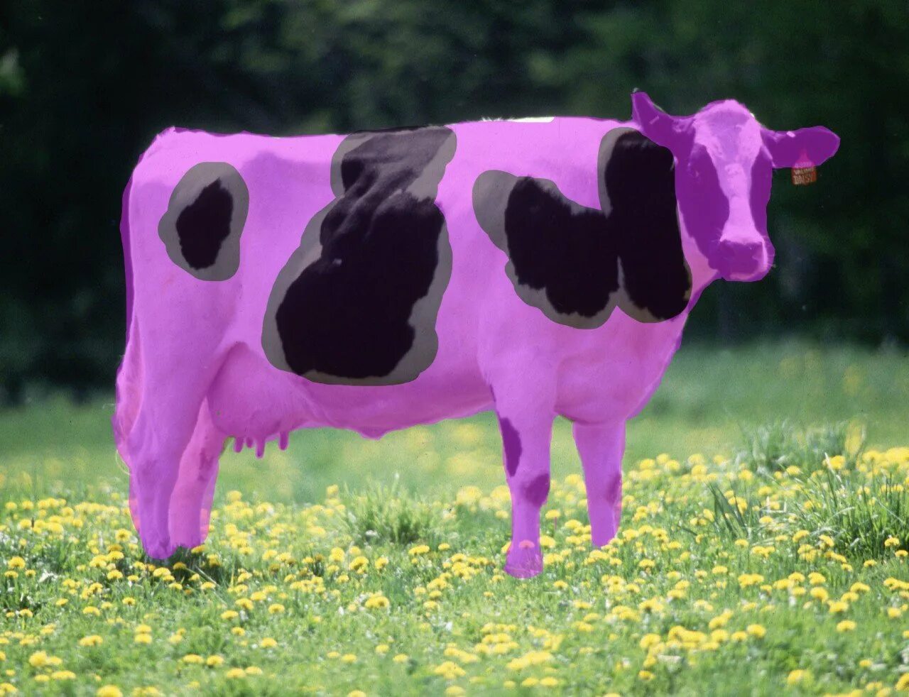 Альпийская корова Милка. Фиолетовая, Милка фиолетовая корова. Стравберри корова. Лиловая корова Milka. Сколько стоят коровки