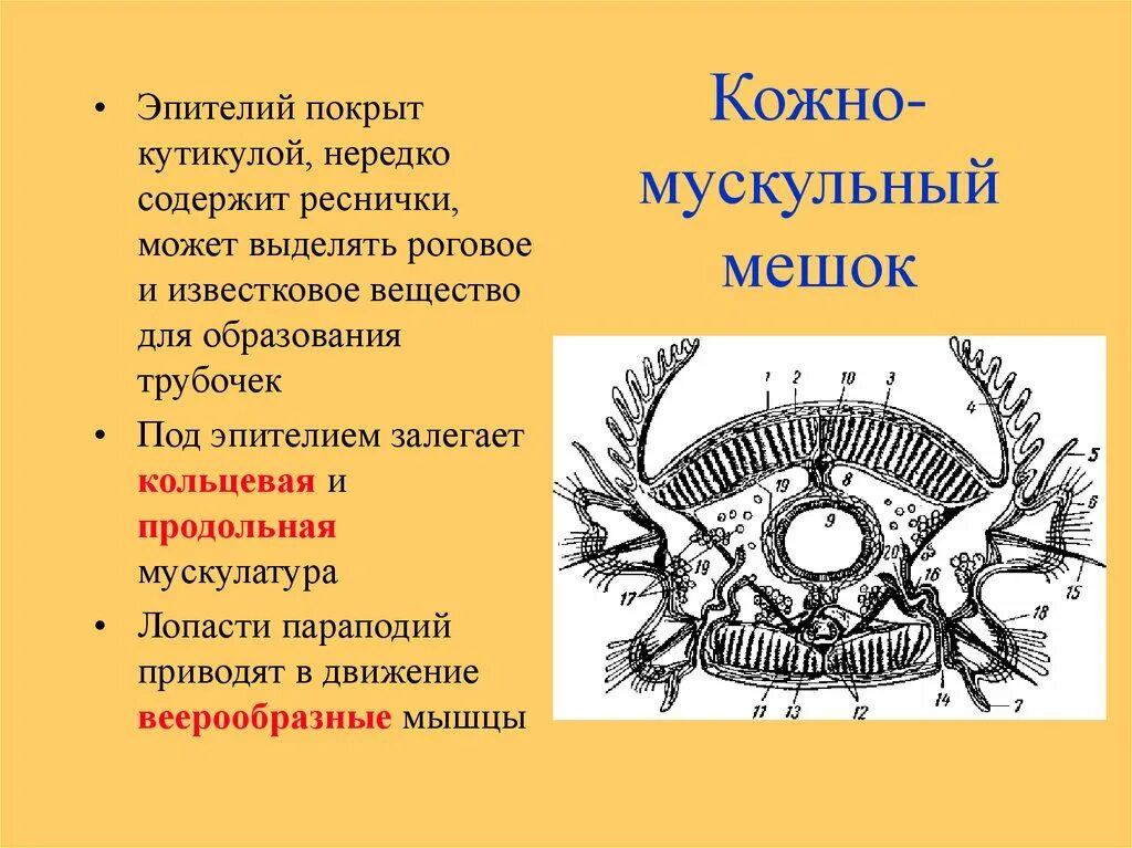 Кожно мускульная клетка передвижения. Кожно мускульный мешок полихеты. Полихеты многощетинковые кожно мускульный мешок. Функции кожно мускульного мешка у кольчатых червей. Кожно-мускульный мешок образован.