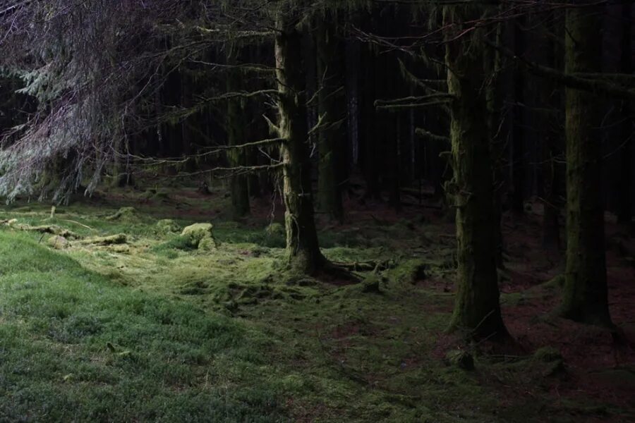 В отдельных местах леса где. Ведьмин лес Англия. Темный дремучий лес. Страшный лес. Страшный дремучий лес.