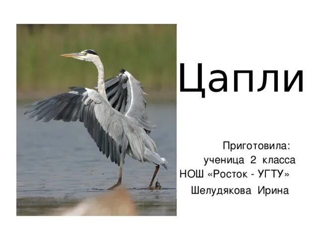 Цапля кумир. Цапля кумир