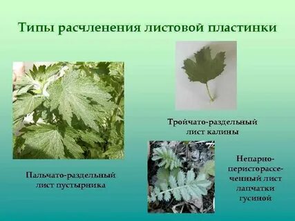Раздельный лист