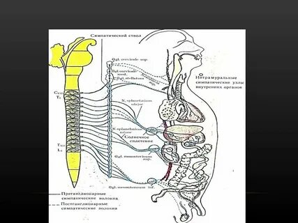 Нервные волокна иннервирующие внутренние органы