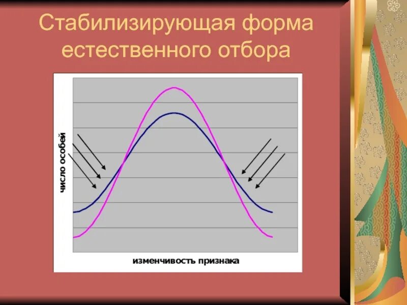 График стабилизирующей формы отбора. Стабилизирующая форма естественного отбора график. Стабилизирующая форма естественного. Стабилизирующий естественный отбор. Стабилизирующая форма отбора результат