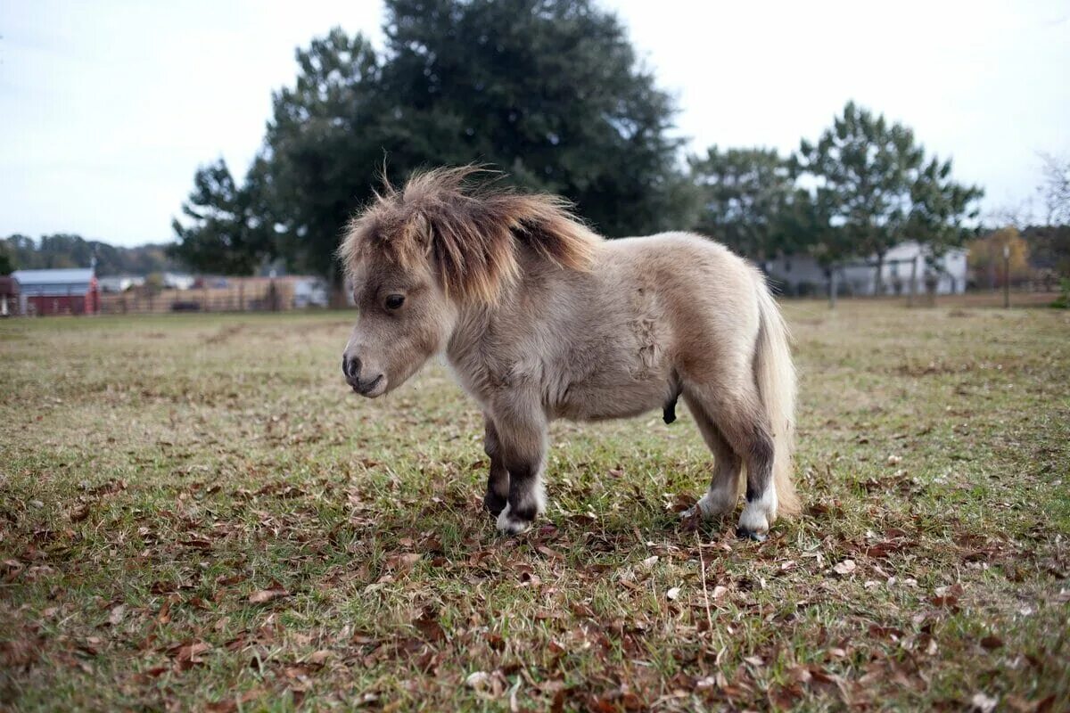 Mini pony. Карликовая лошадка Фалабелла. Лошади породы Фалабелла. Пони Фалабелла. Пони породы Фалабелла.