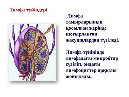 Жас қыз бен жетілген әйел арасындағы жыныстық қатынас