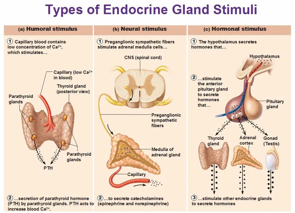 Endocrine Glands. Эндокринные железы на английском. Hormones of the Endocrine System. Анатомия и физиология эндокринной системы.