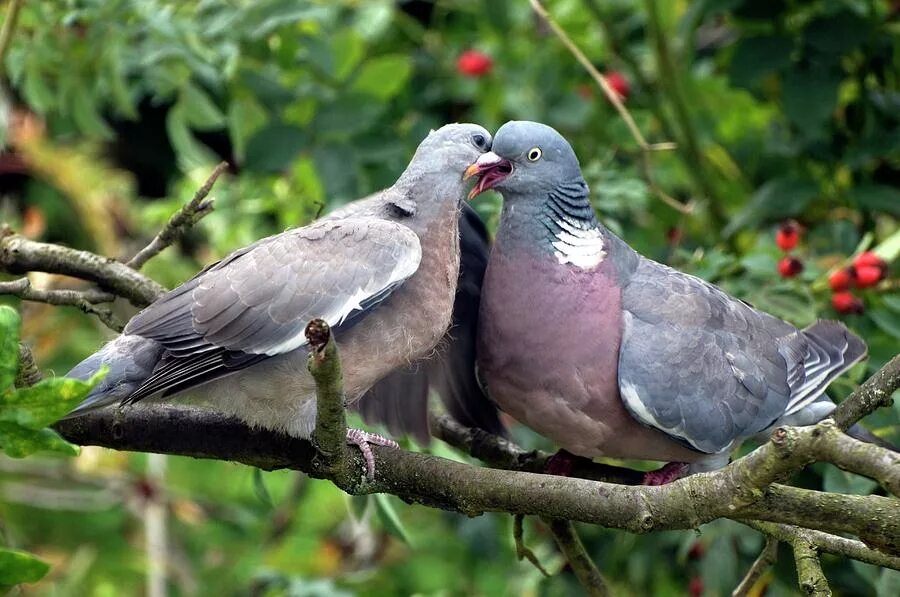 птичье молоко у птиц. птичье молоко у птиц. птицы кормят молоком. птенец голубя страшный. птичье молоко у птиц.