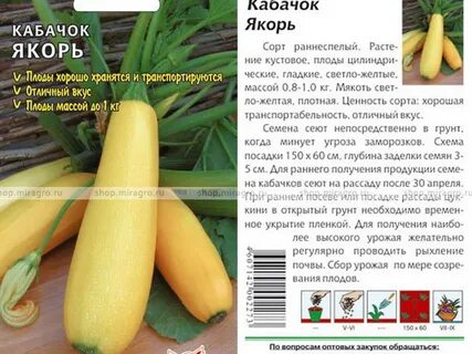 Кабачок сорт якорь