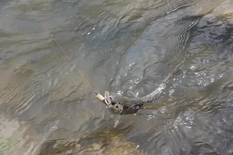 Рыба в черном море абхазии какая водится