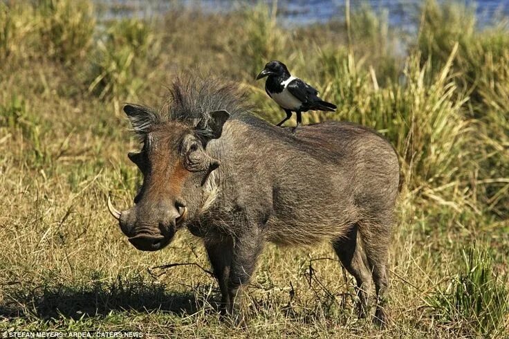 Warthog High-Res Stock Photo - Getty Images