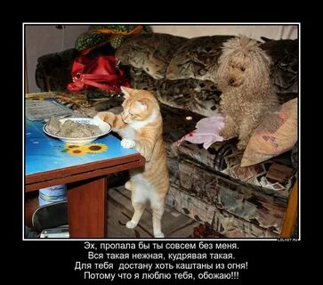 Радость гадость