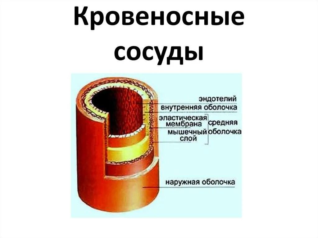 Внутренняя оболочка артерии схема. Внутренняя оболочка кровеносного сосуда образована:. Схема строения стенки артерии. Строение стенки кровеносных сосудов. Имеют однослойные стенки возвращают кровь к сердцу