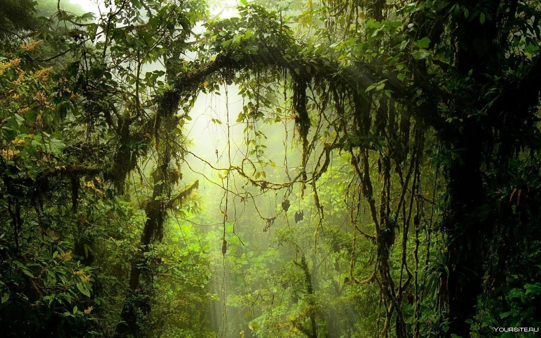 Южная Америка Сельва лианы. Коста Рика джунгли. Муссонные тропические леса. Муссонные леса Африки.
