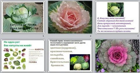 Пуста капуста
