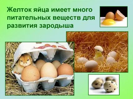 Запас питательных веществ для развития зародыша
