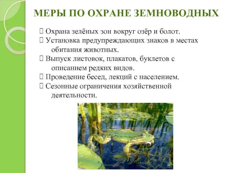 Сообщение значение земноводных в природе. Меры охраны земноводных. необходимые меры по охране земноводных. меры по охране численности земноводных. причины сокращения численности амфибий.