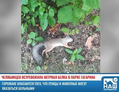 Сбитый белок