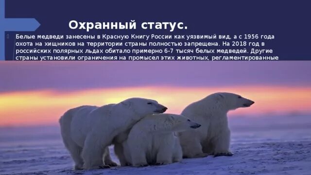 Почему белый медведь в красной книге - Вопросы и ответы