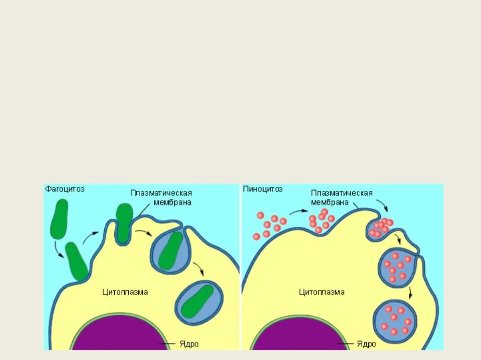 Эндоцитоз экзоцитоз фагоцитоз это. Эндоцитоз и пиноцитоз. Пиноцитоз эндоцитоз экзоцитоз. Эндоцитоз клетки.