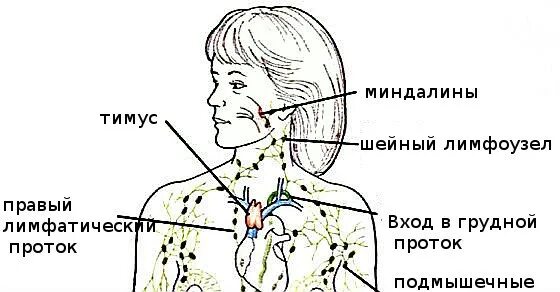 Переднешейные лимфоузлы расположение. Подчелюстные лимфатические узлы схема. Лимфатическая система подчелюстные лимфоузлы. Насморк и лимфоузлы