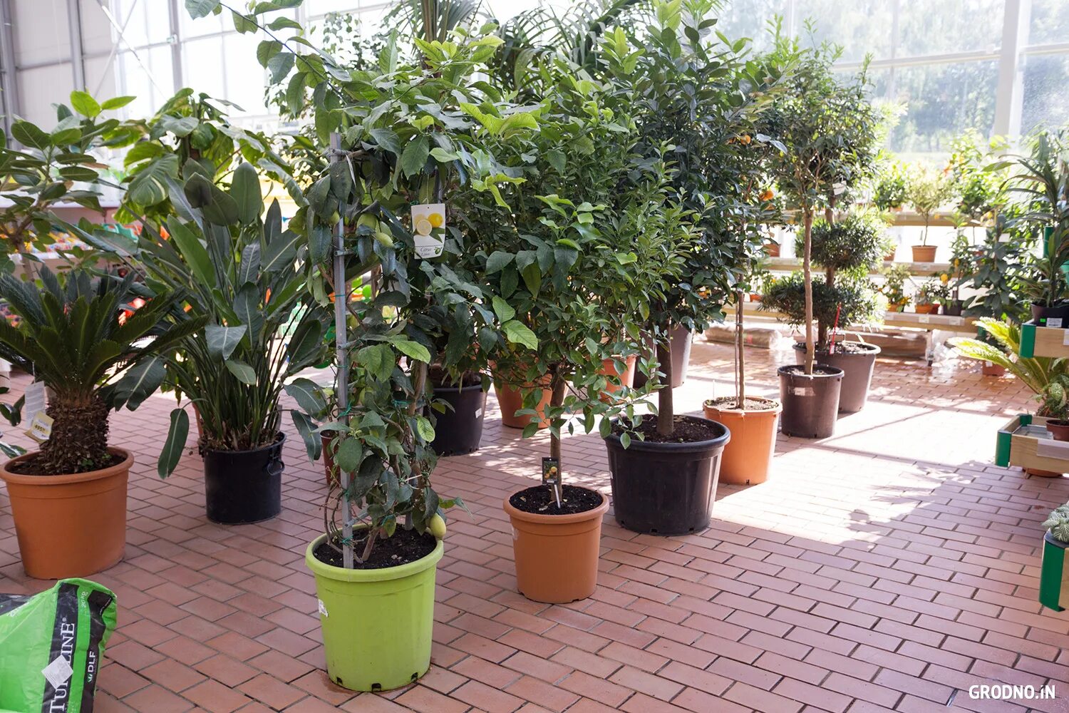 грин ворлд. зеленый мир магазин. зеленый мир гродно. зеленый мир гродно. магазин антонова гродно.