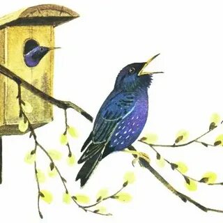 Скворец рисунок для детей