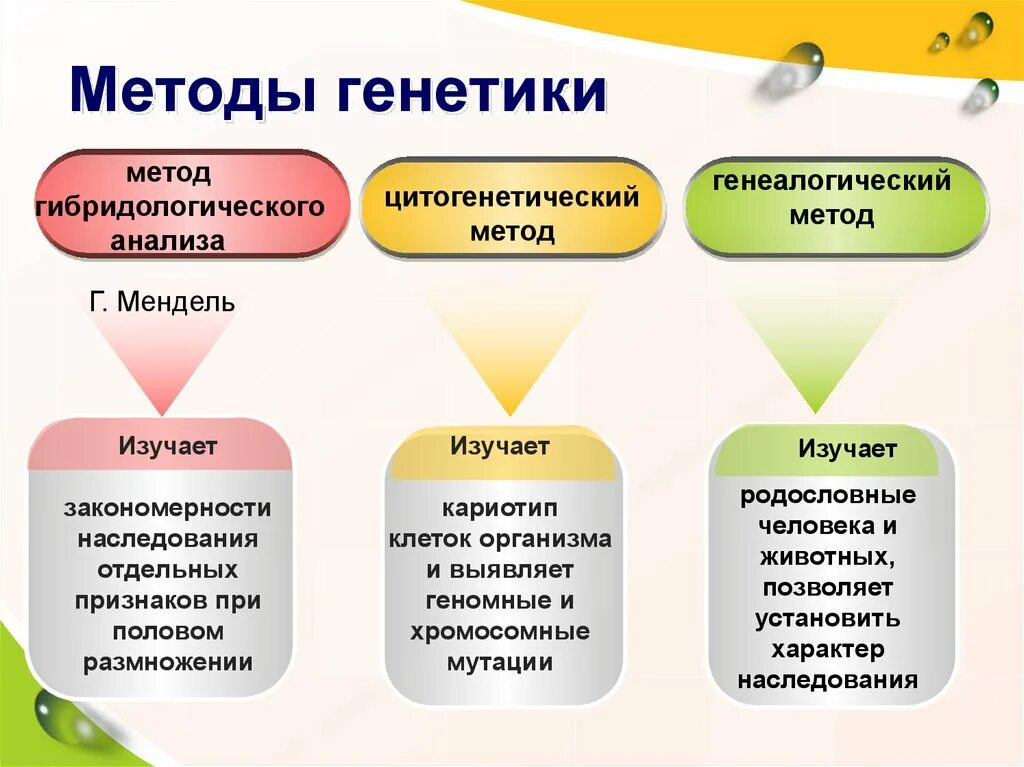 Применения методов генетики. Перечислите основные методы генетики человека. Методы исследования генетики человека характеристика. Методы исследования генетики человека таблица 11 класс. Метод изучения генетики человека таблица.