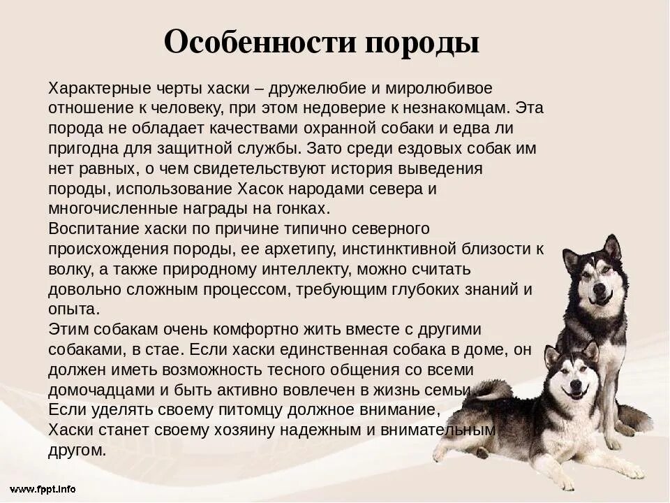 Хаски собака описание. Хаски собака характеристика породы. Сибирский хаски породы собак характеристика и описание. Описание породы хаски описание.