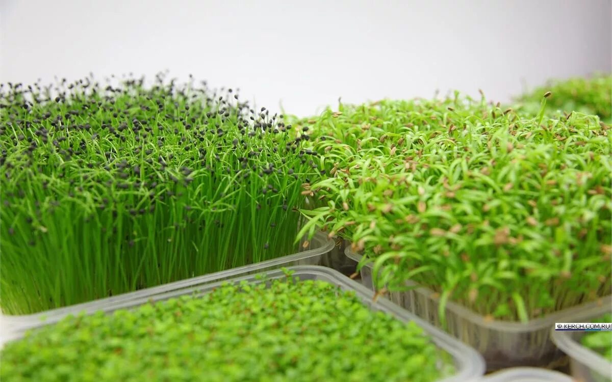 Микрозелень дайкон красный. Руккола микрозелень. Микрозелень ассорти. Продать микрозелень. Продать микрозелень.