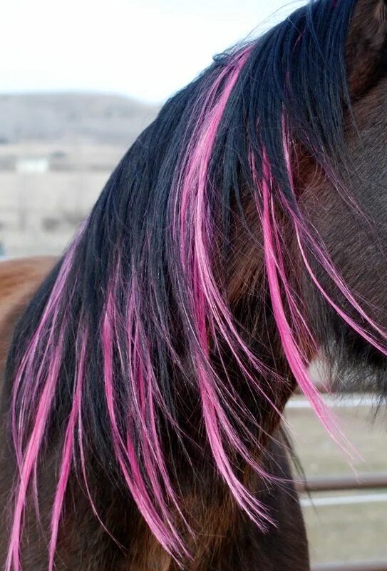 Horse hair. Покрашенные лошади. Лошадиные прически. Лошадь с крашеной гривой. Лошадь с разноцветной гривой.