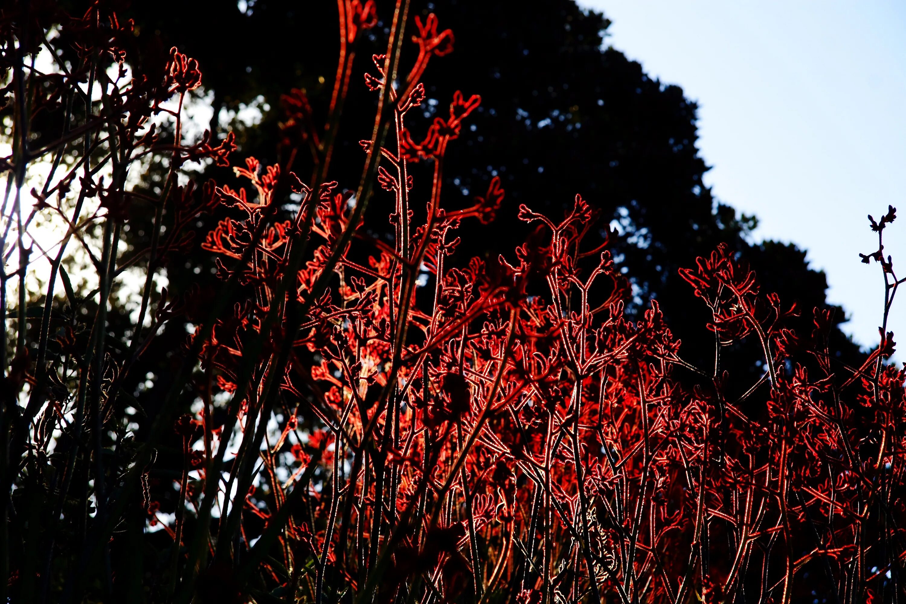 Red plant. Красные растения. Растения красного цвета. Красная трава. Трава красного цвета.
