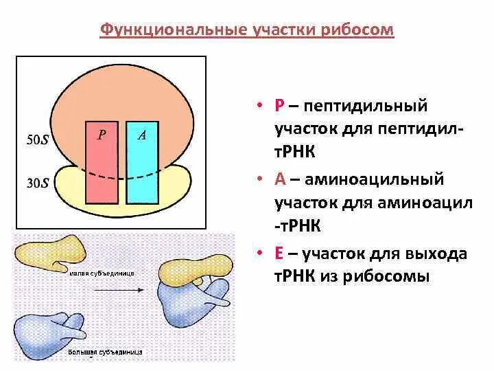 Е п и центр. Строение функционального центра рибосомы. Пептидильный и аминоацильный участки рибосомы функции. Функции большой субъединицы рибосомы. Строение малой субъединицы рибосом.