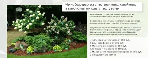 Расстояние между гортензиями при посадке