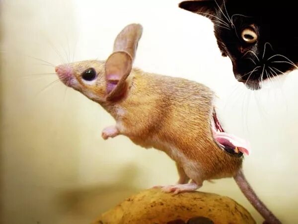 Мышь злиться. Мышь злиться. Мышь злиться. Мышь с мышатами. Вредная мышь.