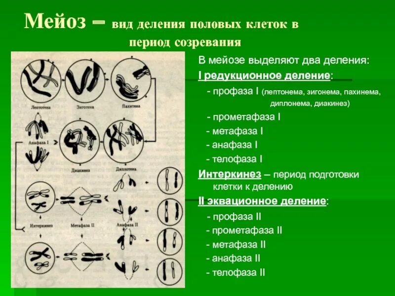 Деление клетки свойство живого. Половое размножение мейоз. размножение клеток мейоз. мейоз деление половых клеток. виды деления.