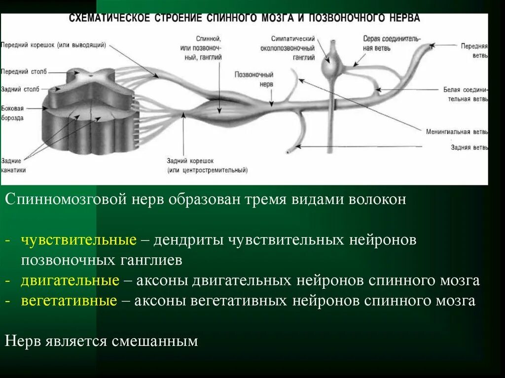 Входят в состав задних корешков спинного мозга. Анатомические образования спинномозгового нерва.. Двигательные волокна спинномозговых нервов образованы:. Передние ветви спинномозговых нервов с1 и с2. Соединительная ветвь спинномозгового нерва.