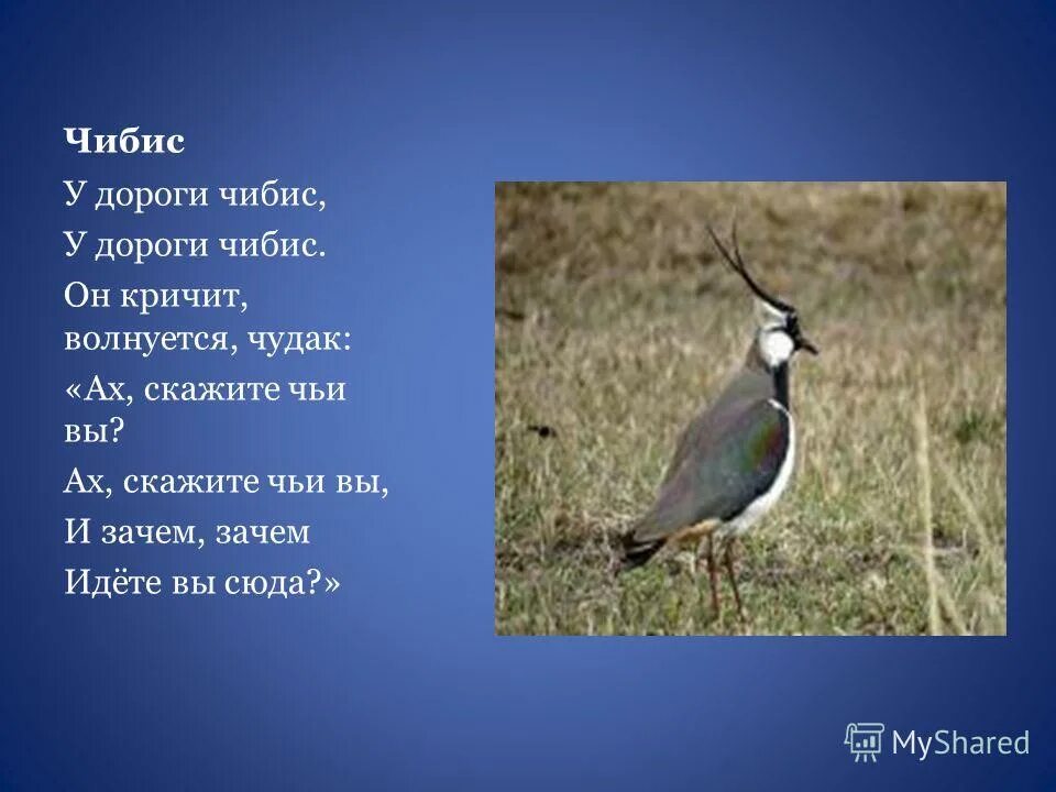 Состояние здоровья чибиса. Чибис Перелетная птица. Чибис пигалица описание. У дороги Чибис. Чибис птица описание.