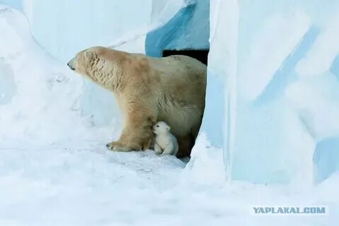 Спячка белого медведя зимой