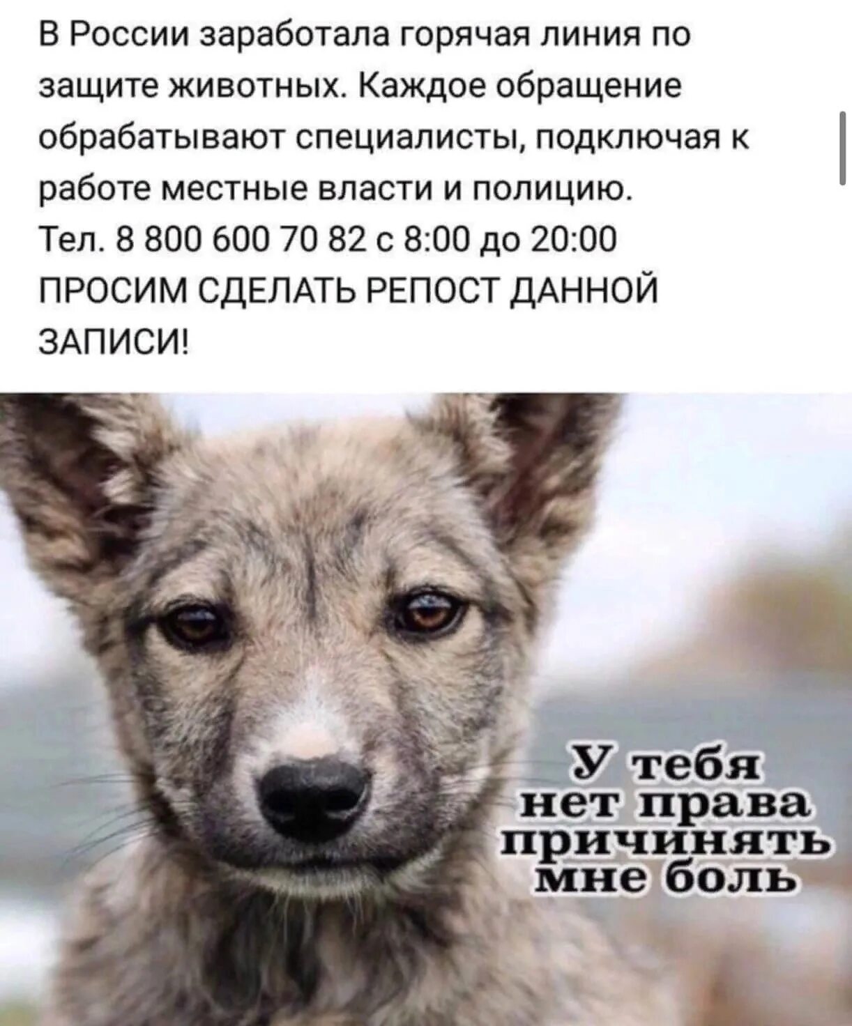 Что общего у греха и зверя