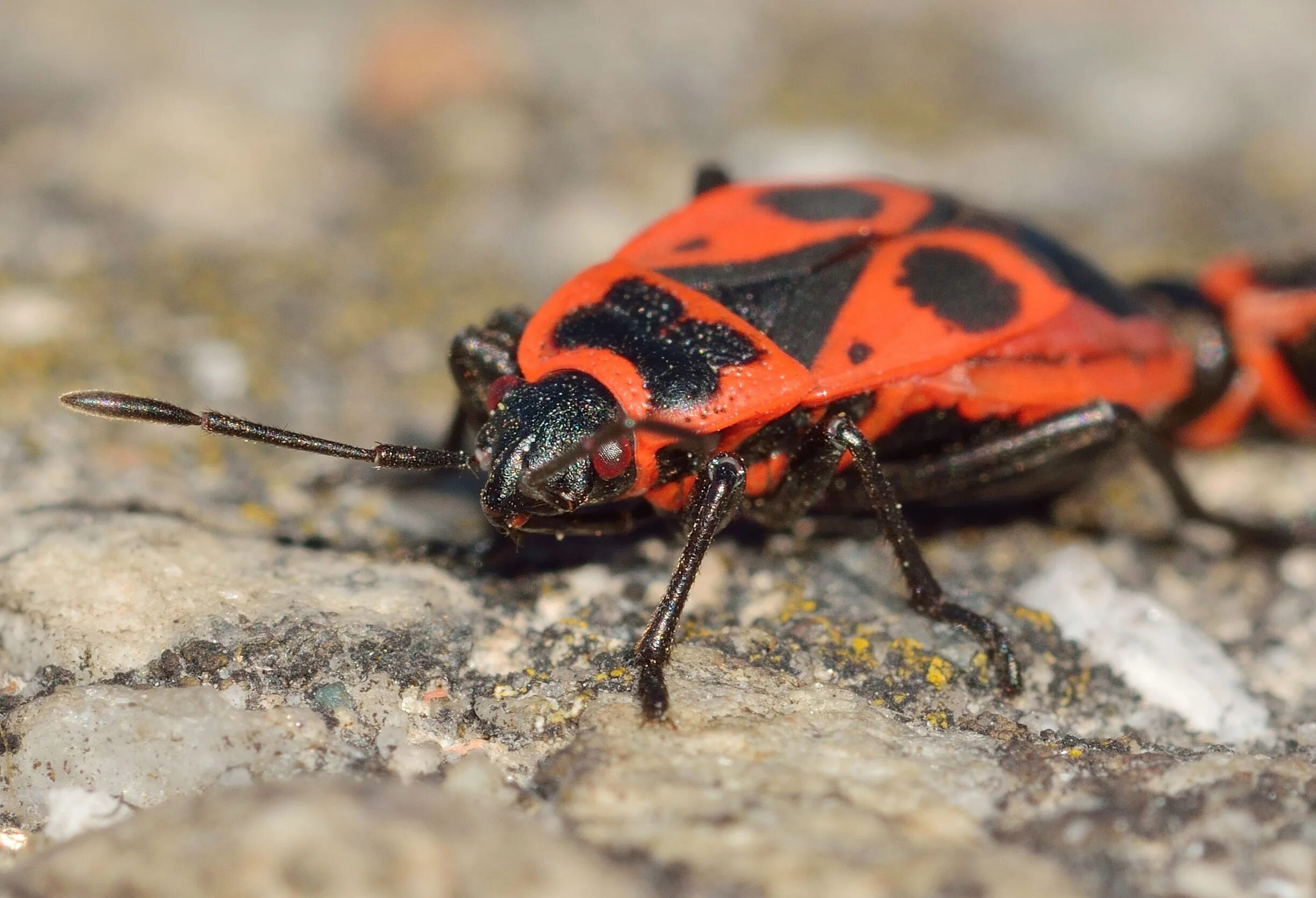 Клоп-солдатик – Pyrrhocoris apterus. Жук красноклоп солдатик. Жук Шагаса. Красноклоп бескрылый ( клоп-солдатик) (Pyrrhocoris apterus).